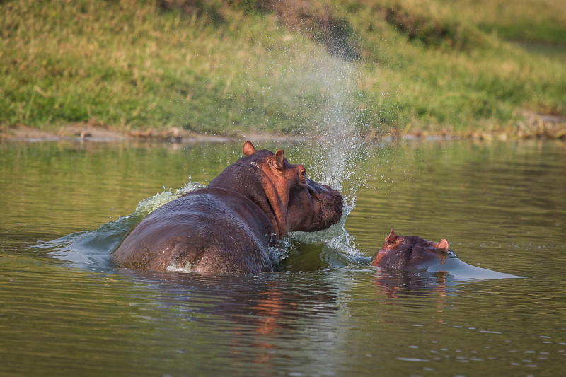 18 Oeganda, Queen Elizabeth NP, nijlpaarden.jpg
